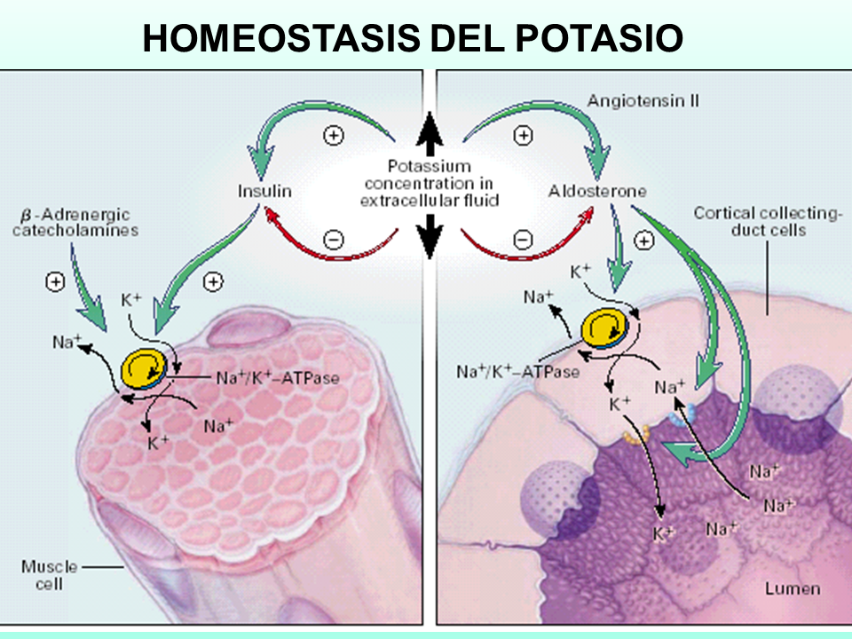 Alteraciones Del Equilibrio Del Potasio Hipopotasemia My Xxx Hot Girl 6584