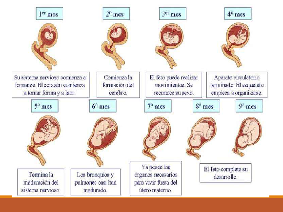 Formacion De Una Nueva Vida P Gina