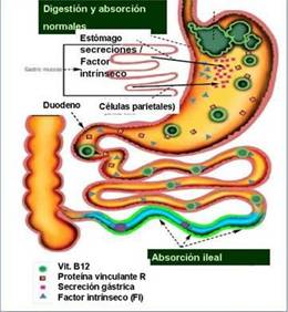 LAS VITAMINAS Educaguia - Educagua - Gua de