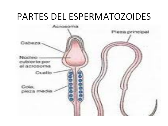 Como Se Reproducen Los Seres Humanos Monografias