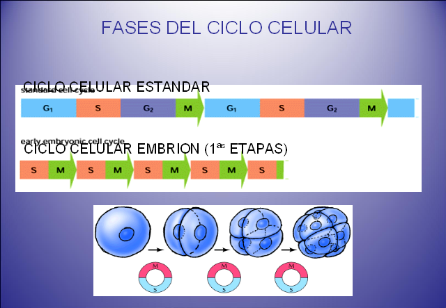 Ciclo Celular - Monografias.com