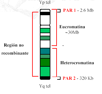 Cromosoma Y