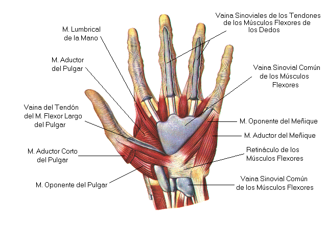 musculos de la mano bearing