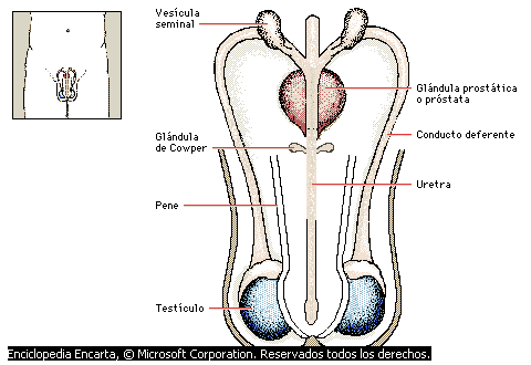 Manual De Diagnostico De Trastornos Mentales Y