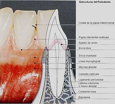 Preparaciones Para Protesis De Porcelana En Anteriores Operatoria 3