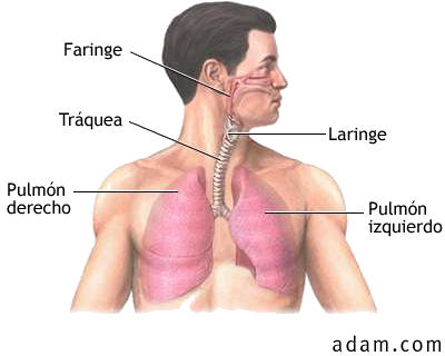 cuerpo humano organos. vitales del cuerpo humano: