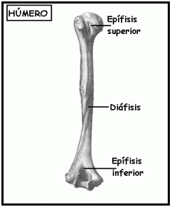 Huesos largos