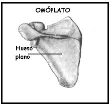 HUESOS PLANOS