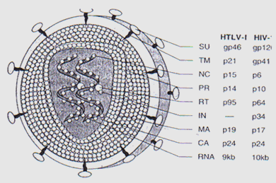 Htlv 2