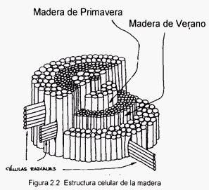 Maderas (página 2) - Monografias.com