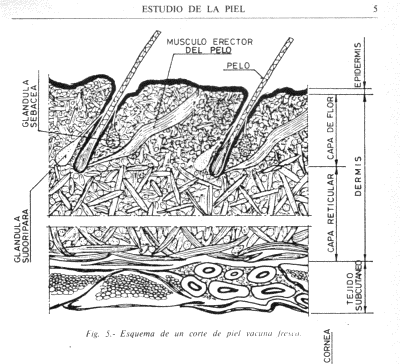 cuerpo humano organos. cuerpo humano organos.