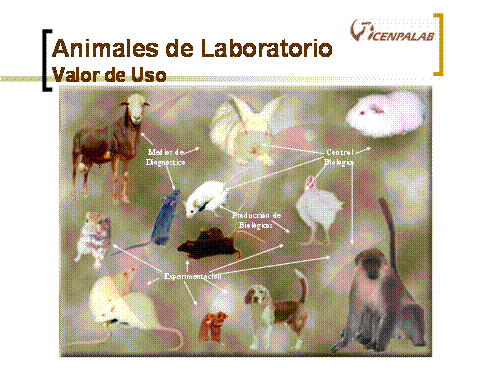 Animales de laboratorio