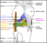 Desgaste de rodilla y bicicleta diagnostico