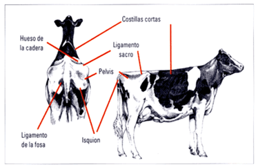 Medidas del Área Pélvica.