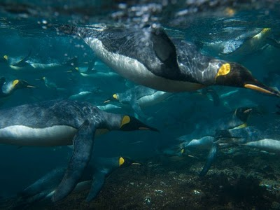 Se alimentan en los oceanos