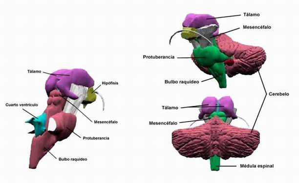 ¿Para qué sirve el diencéfalo?