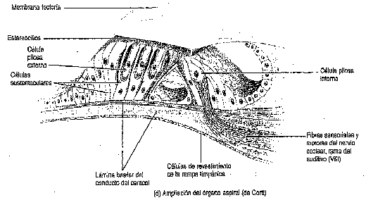 célas capilares