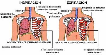 Frecuencia Respiratoria