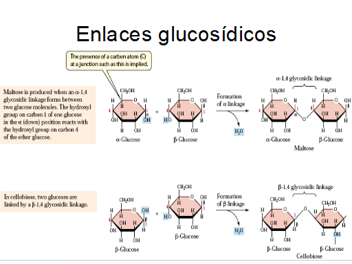 Materia Y Biomoléculas - Monografias.com