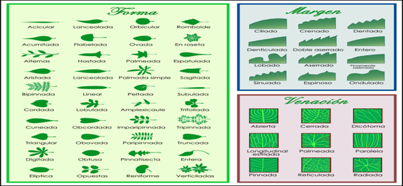 Formas De Hojas Y Sus Nombres Imagui