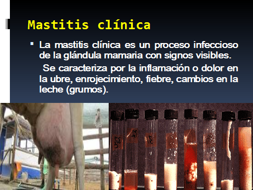 Pruebas De Diagnostico De Mastitis