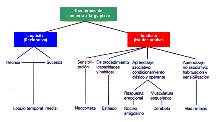 Resultado de imagen de memoria a largo plazo esquema