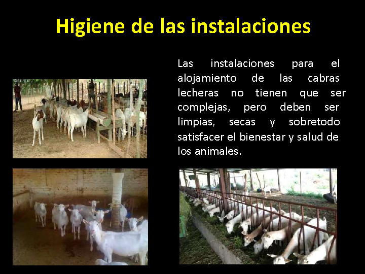 Food News Latam - Las Buenas Prácticas de ordeño para la leche de cabra