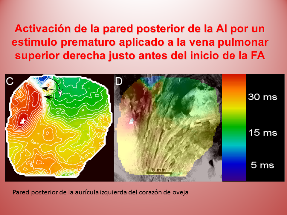 vena cava superior corazón de oveja