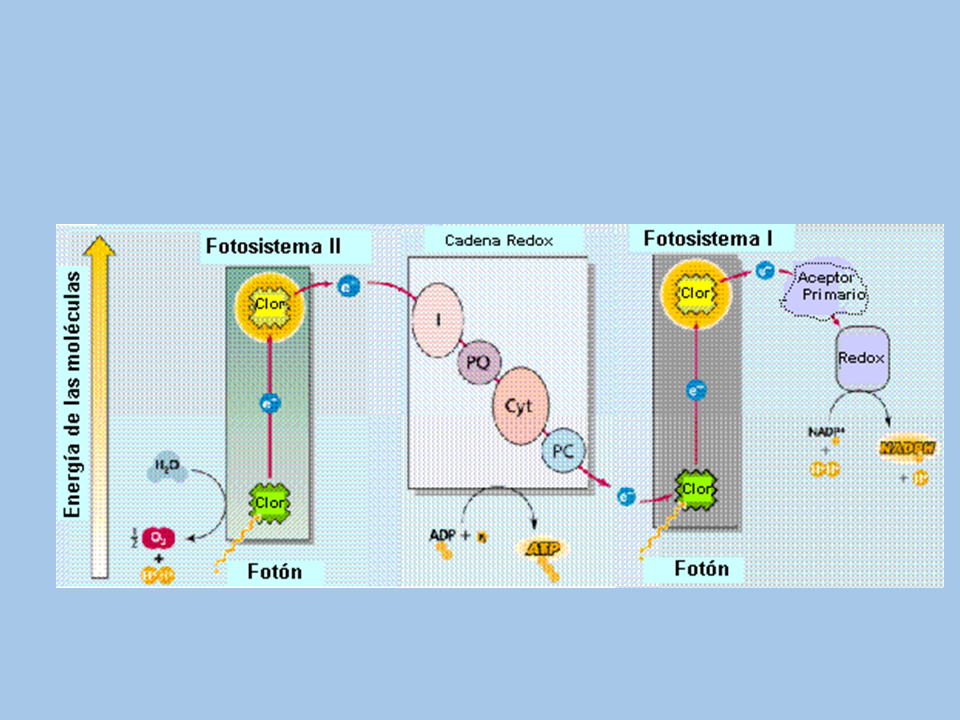 diagrama de cadena de transporte de electrones fotosíntesis