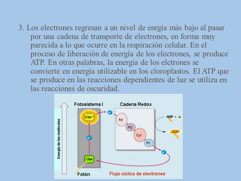 diagrama de cadena de transporte de electrones fotosíntesis