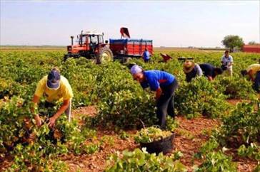 Sector agropecuario en el Perú