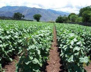 Agricultura - un campo de pepino plantas crecen a través de una