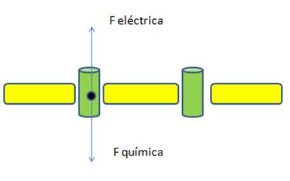 gradiente de concentración