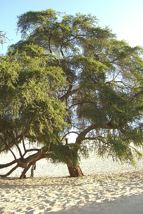 Arboles y arbustos nativos: Recomendaciones para arbolizar Lima – Perú