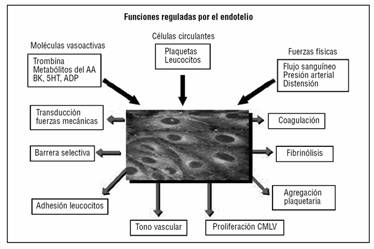 pasos de formación de placa de aterosclerosis