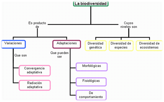 Resultado de imagen para esquema de la biodiversidad en el perú