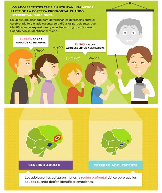 El Desarrollo Del Cerebro Adolescente - Monografias.com