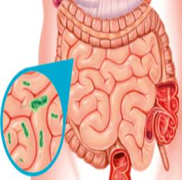 Flora Microbiana Intestinal Monografias Com