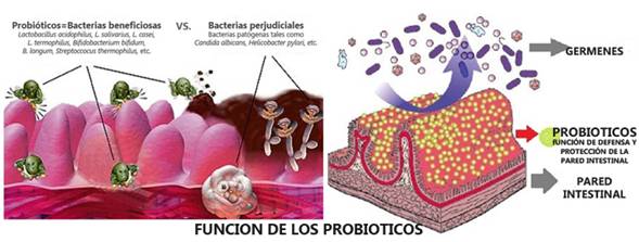 Flora Microbiana Intestinal Monografias Com