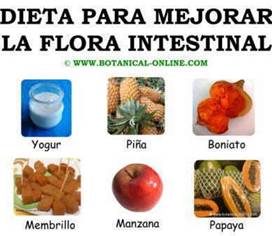 Flora Microbiana Intestinal Monografias Com