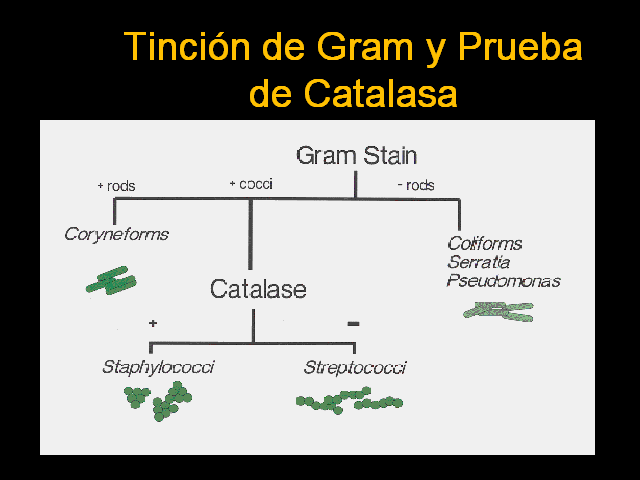 prueba de catalasa