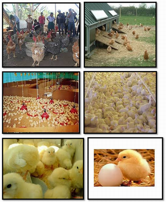 Proyecto de Manejo y cuidados de una granja de pollos