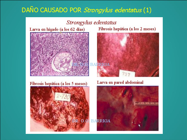 larvas de strongylus vulgaris