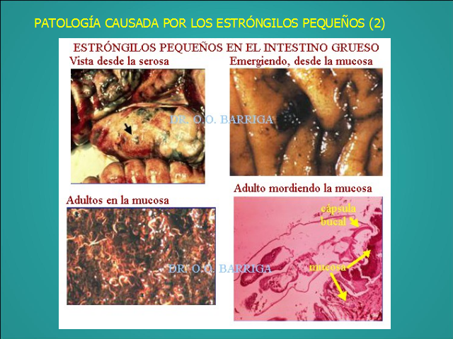 larvas de strongylus vulgaris