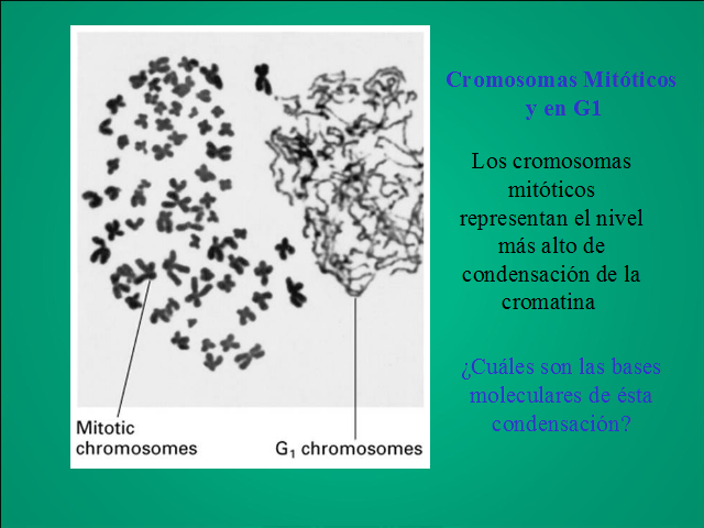 Ciclo celular. Mitosis y meiosis