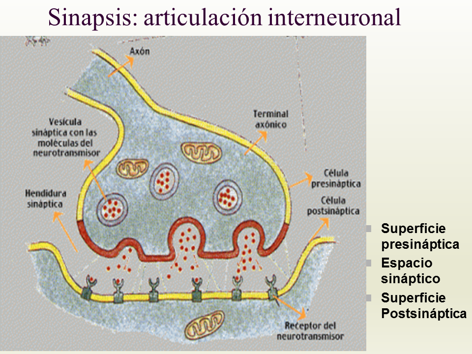 Resultado de imagen para componentes de la sinapsis