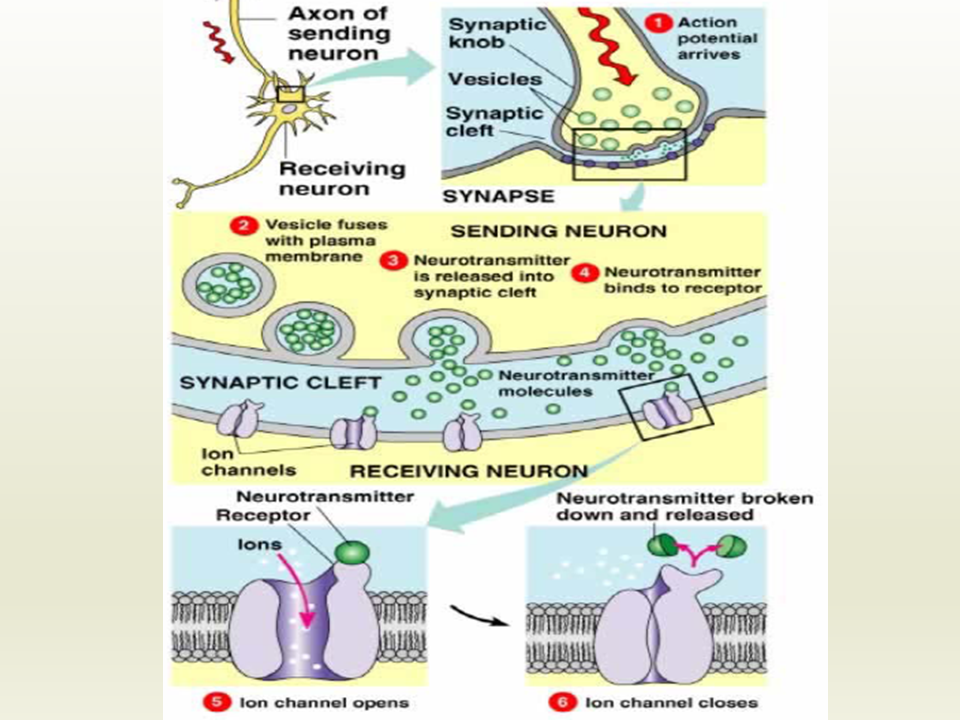 Sinapsis Neuronal (Powerpoint) - Monografias.com