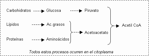 metabolismo del acetil coa