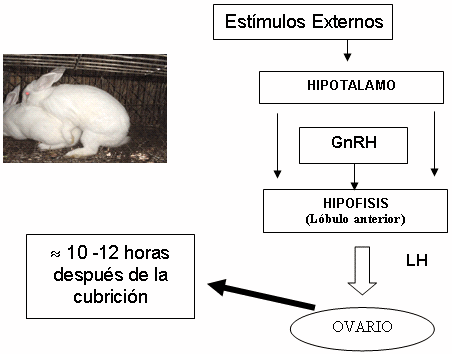 Situación, Problemáticas De La Crianza Del Conejo Y Principales ...