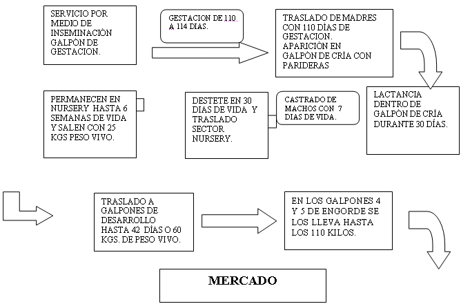 Cría intensiva e invernada de cerdos (página 2 